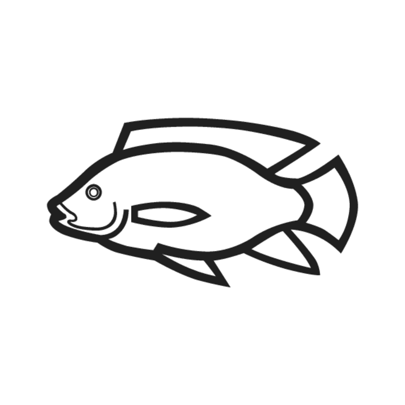 K1 — poisson boulti (Tilapia nilotica)